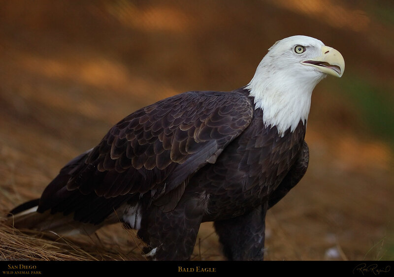 Bald Eagle Standing