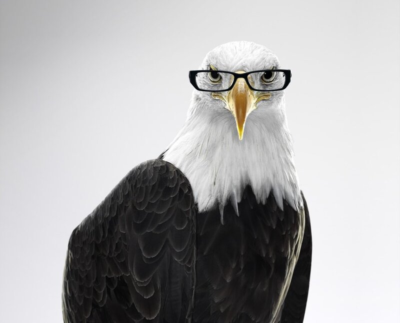 Bald Eagle Wearing Glasses