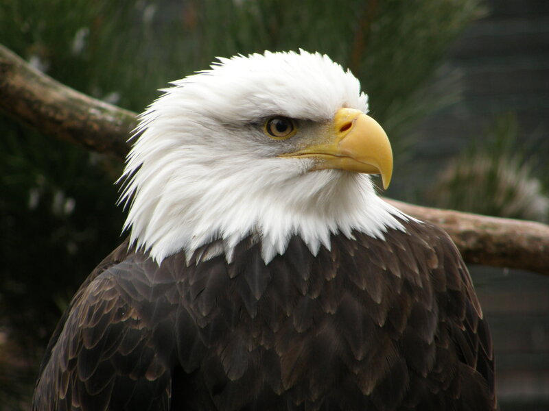 Bald Eagle — White, Alert, Photograph