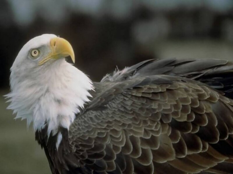 Bald Eagle — White, Alert