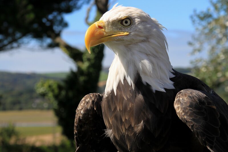Bald Eagle — White, Calm, Afternoon