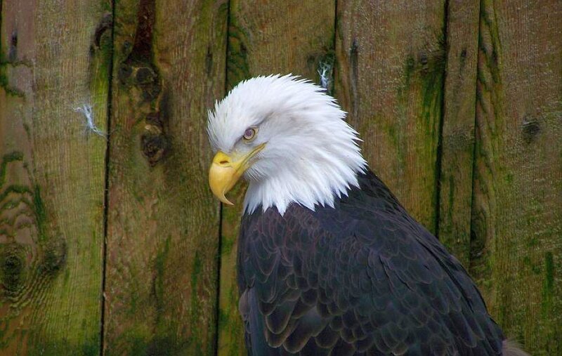 Bald Eagle — White, Calm, Photograph