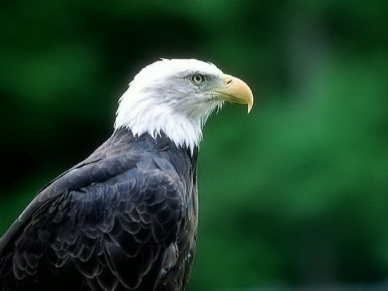 Bald Eagle — White, Calm