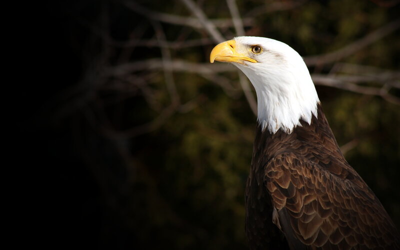 Bald Eagle — White, Dramatic, Photograph