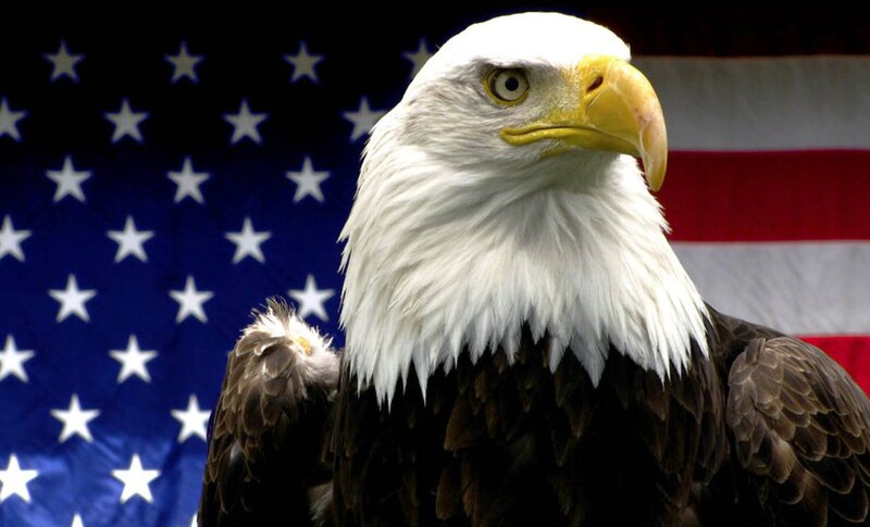 Bald Eagle — White, Proud