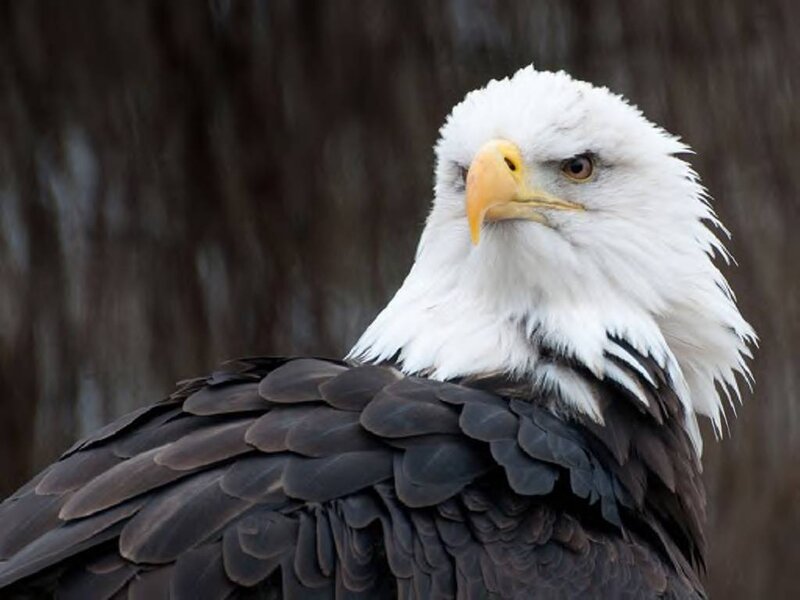 Bald Eagle — White, Serious