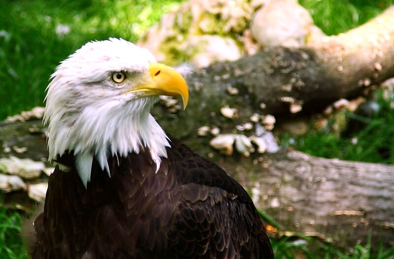 Bald Eagle — White