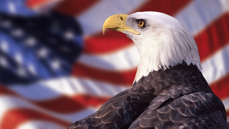 Bald eagle with American flag
