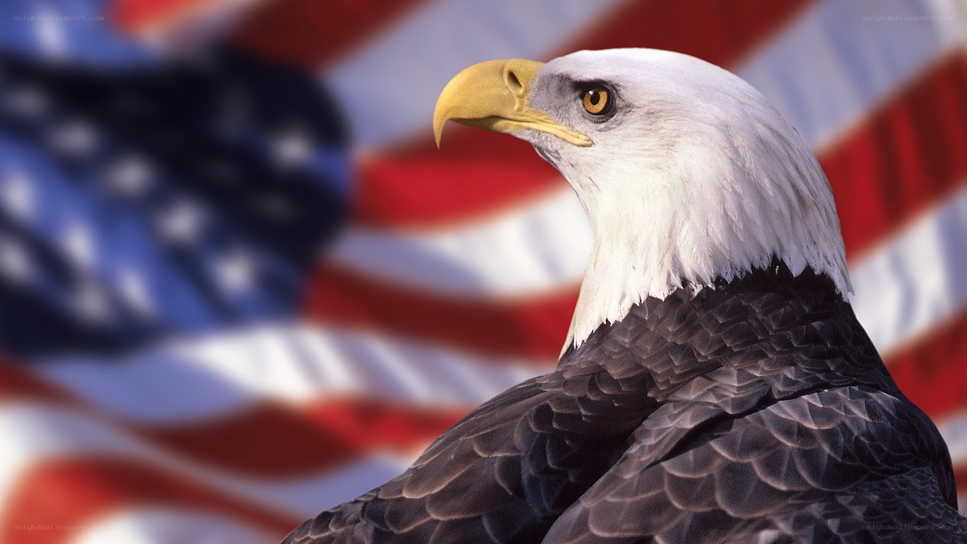 Bald eagle with American flag