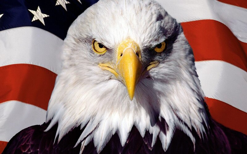 Bald eagle with American flag