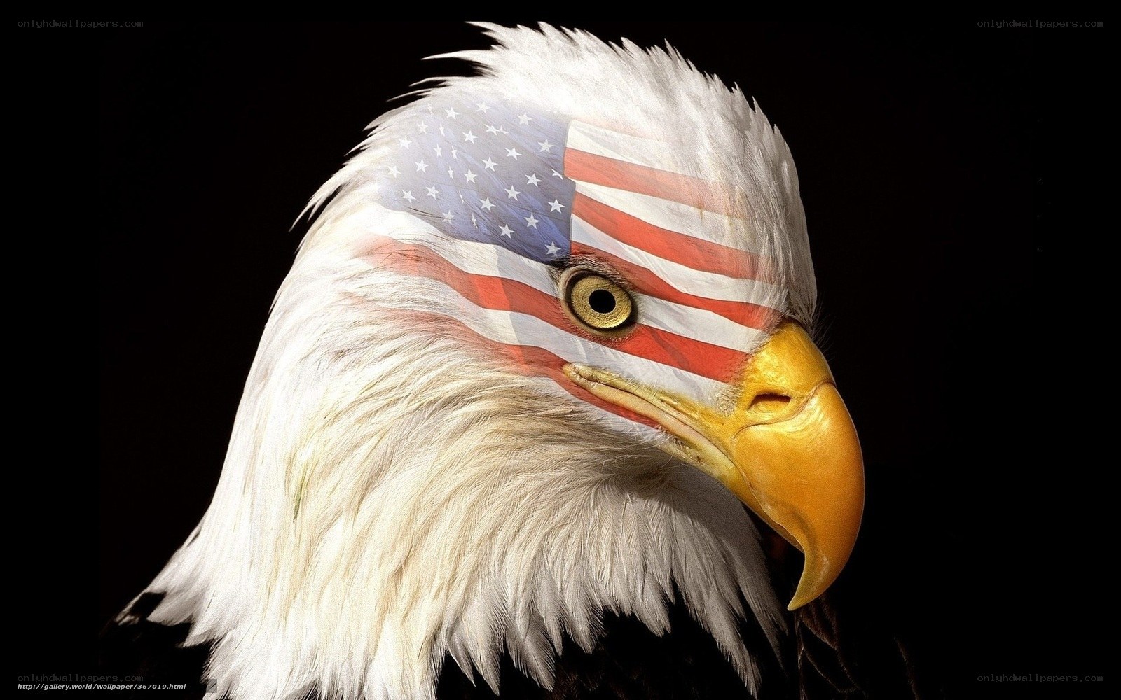 Bald eagle with American flag