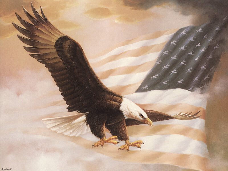 Bald eagle with American flag
