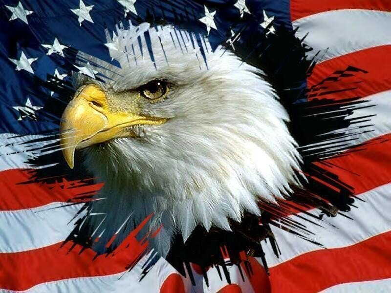 Bald eagle with American flag