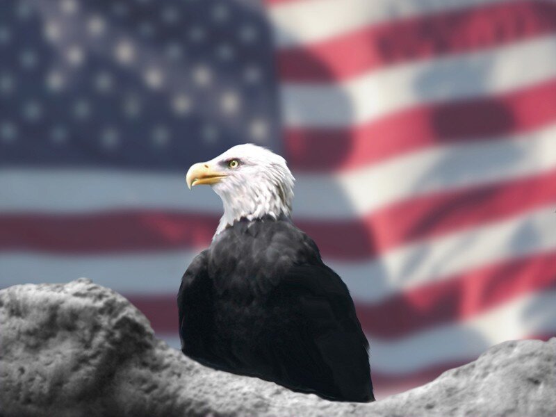 Bald eagle with American flag