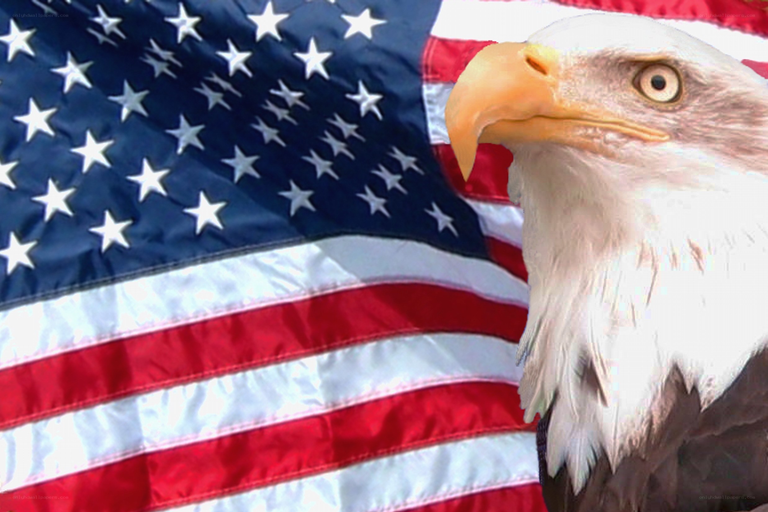Bald eagle with American flag