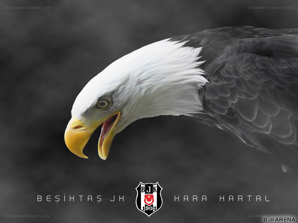 Bald Eagle with Beşiktaş Logo