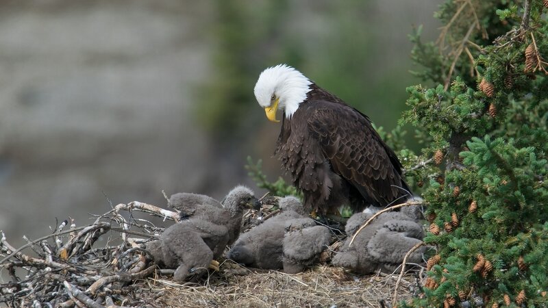Bald Eagle with Chicks — Brown, Natural, Photograph