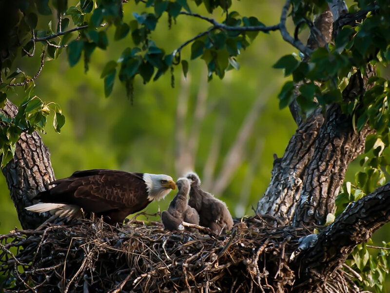 Bald Eagle with Chicks — Brown