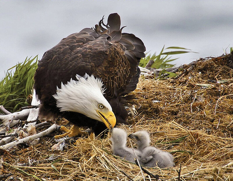 Bald eagle with chicks in nest