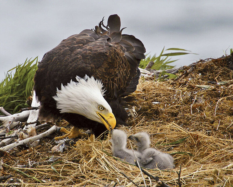 Bald Eagle with Chicks