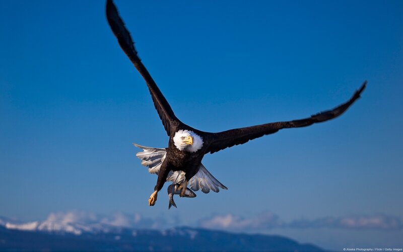 Bald Eagle with Fish — Blue, Dramatic, Afternoon, Photograph
