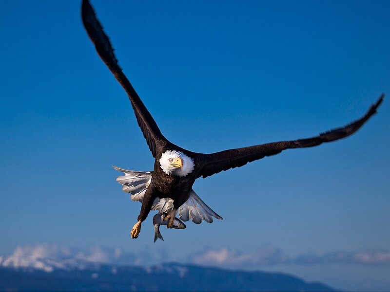 Bald Eagle with Fish — Blue, Dramatic