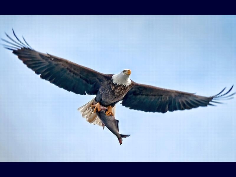 Bald Eagle with Fish — Blue, Dynamic