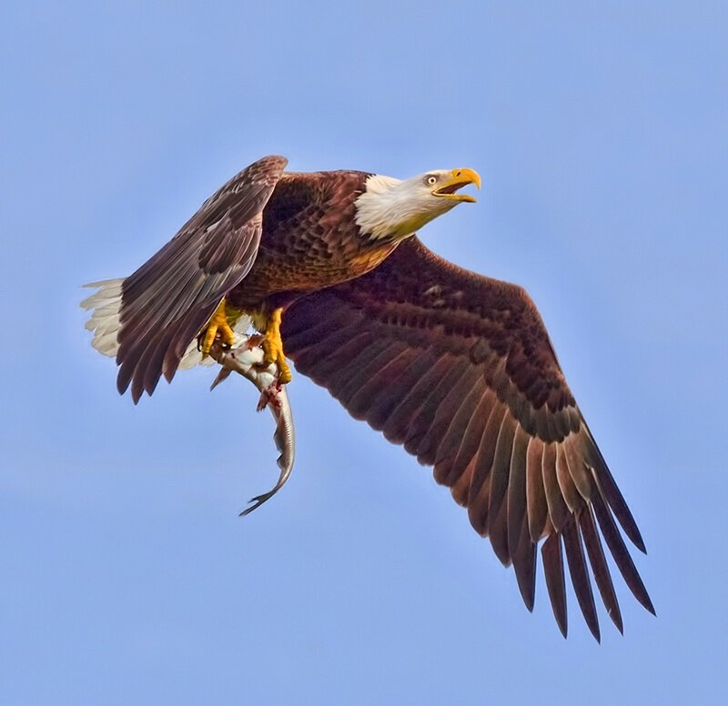 Bald Eagle with Fish — Blue
