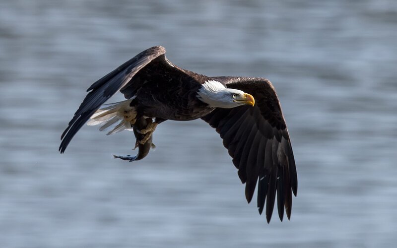 Bald Eagle with Fish — Brown, Dramatic, Photograph