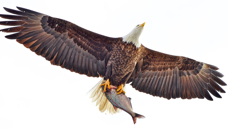 Bald Eagle with Fish — Brown, Dramatic