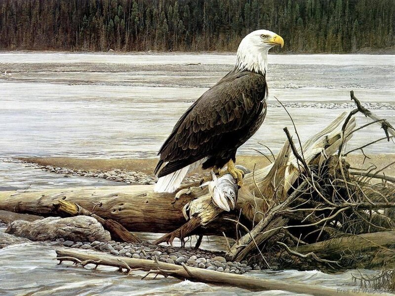 Bald Eagle with Fish — Brown, Natural