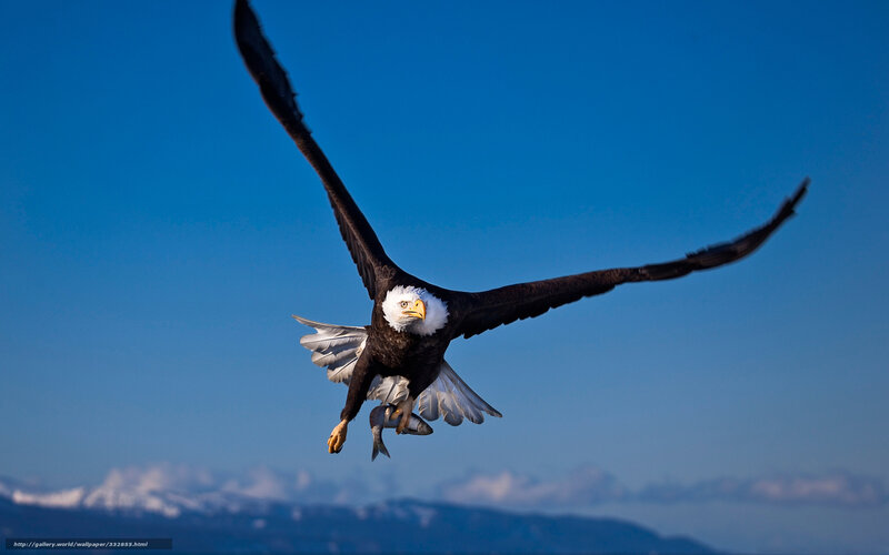 Bald eagle with fish in flight