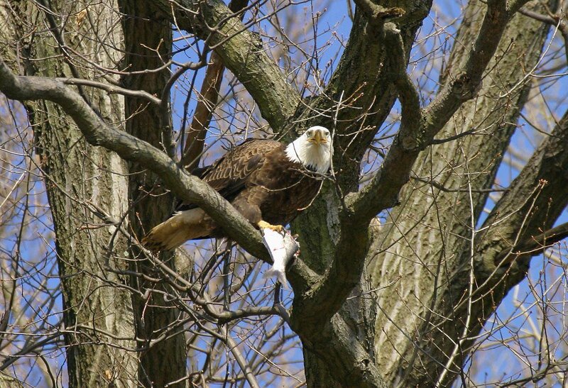 Bald eagle with fish in tree