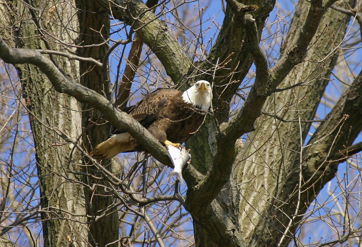 Bald eagle with fish in tree