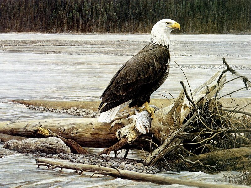 Bald eagle with fish on log