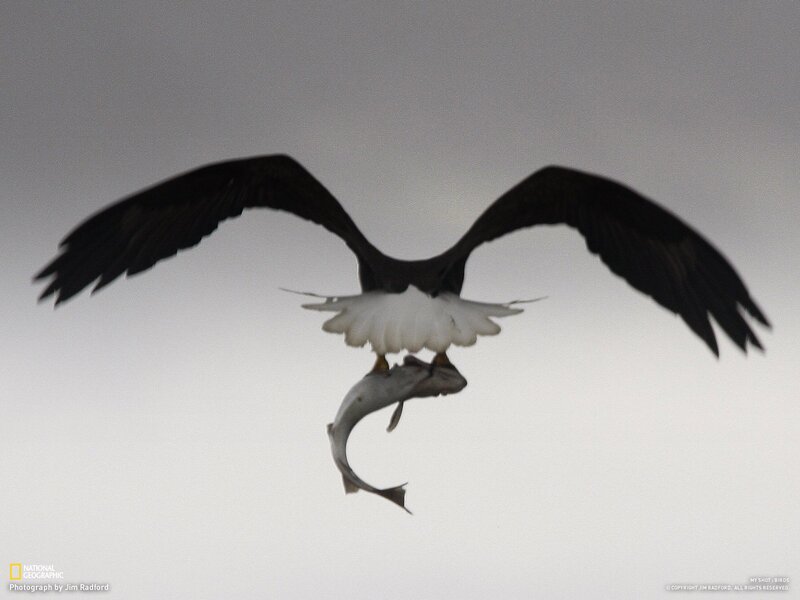 Bald eagle with fish