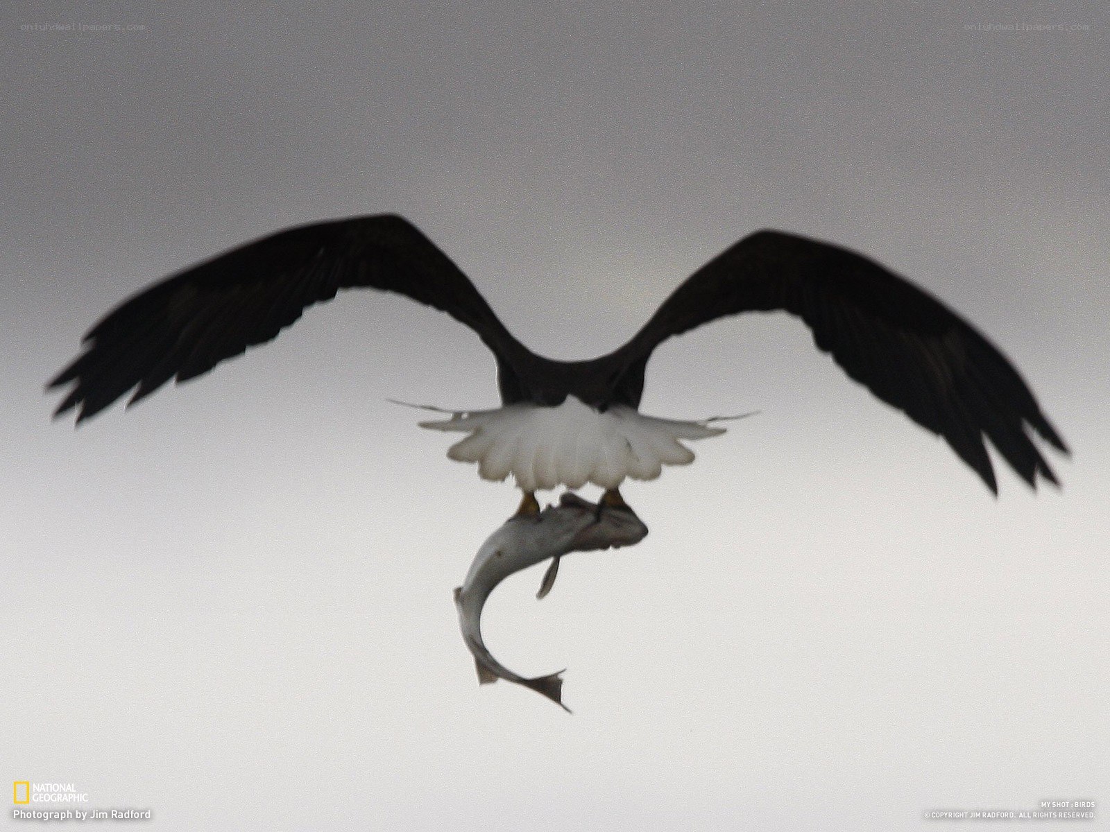 Bald eagle with fish