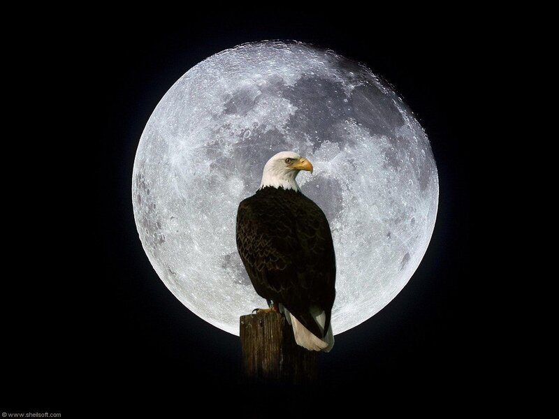 Bald eagle with full moon