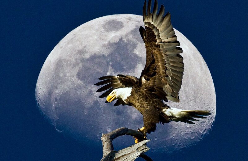 Bald eagle with moon backdrop