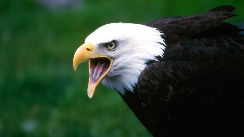 Bald eagle with open beak