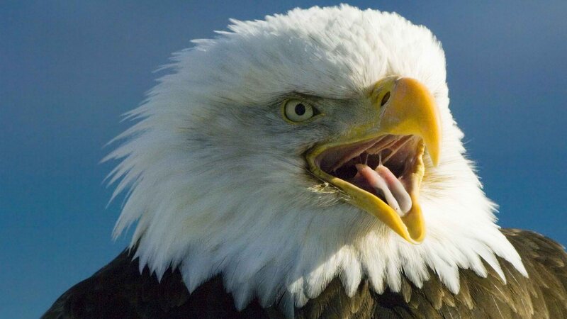 Bald eagle with open beak