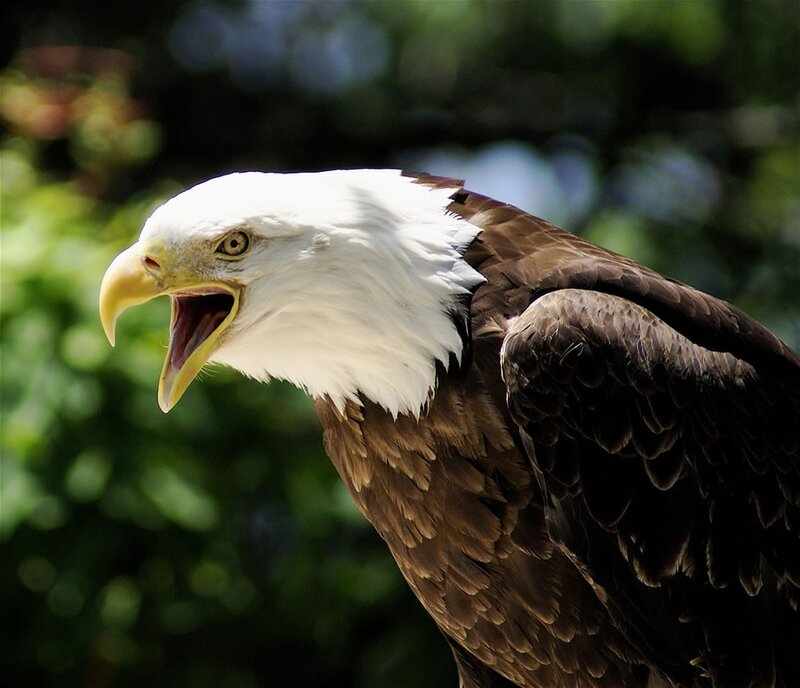 Bald eagle with open beak