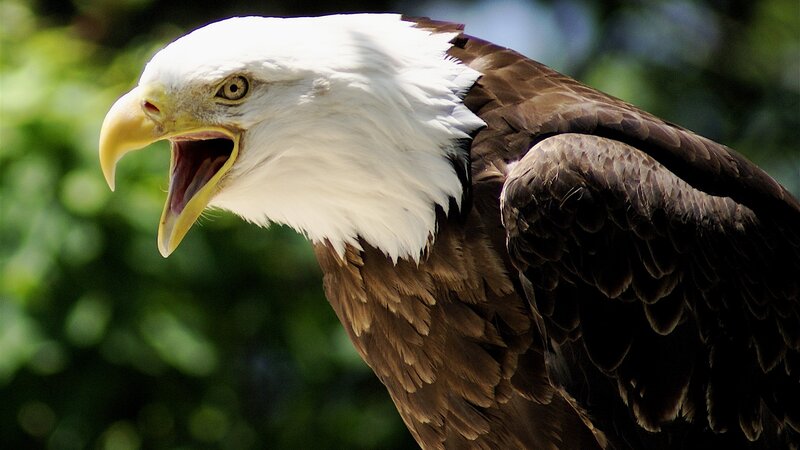 Bald eagle with open beak