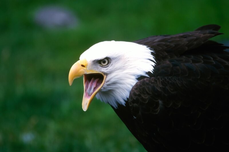 Bald eagle with open beak