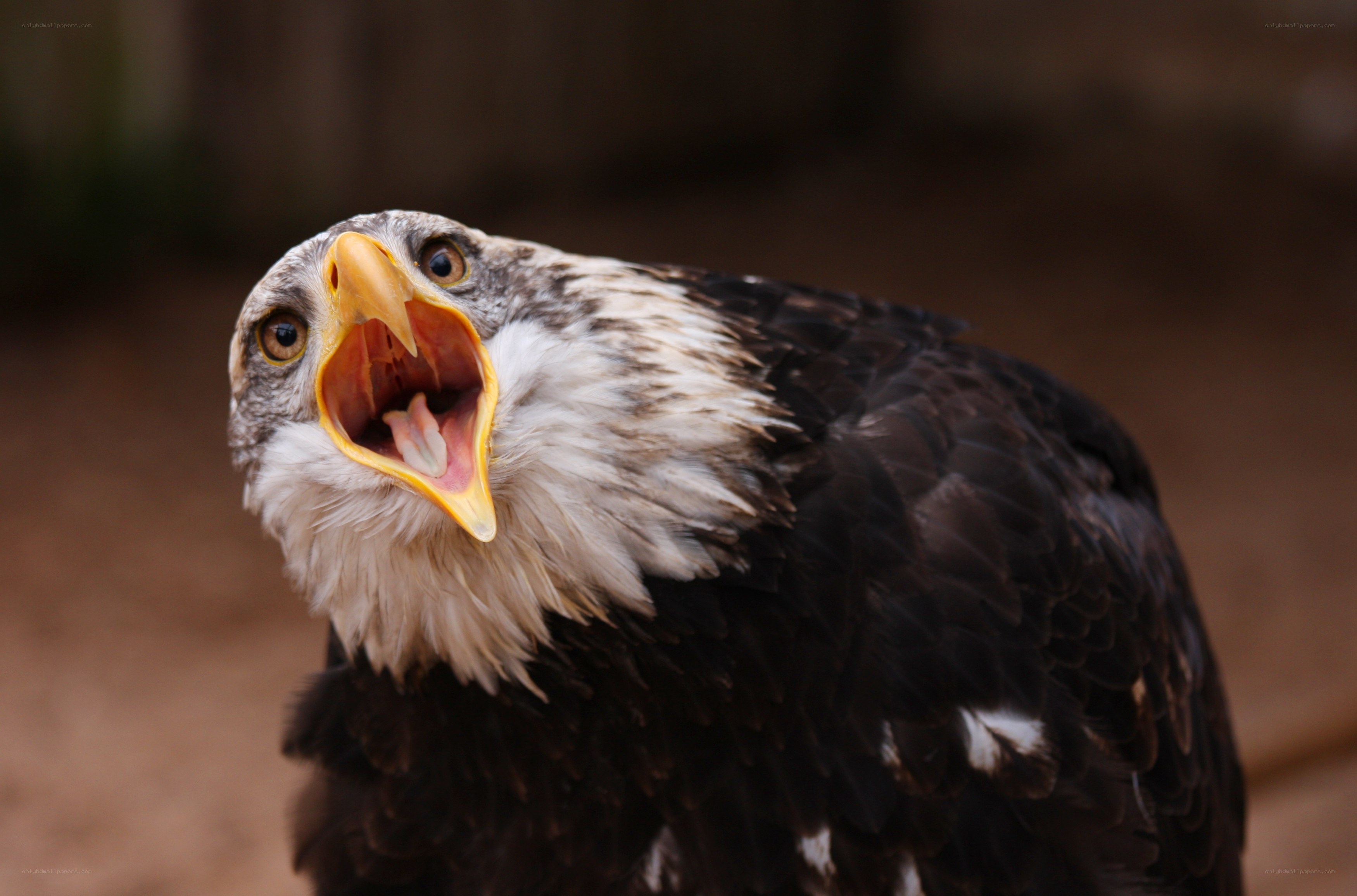 bald eagle with open beak