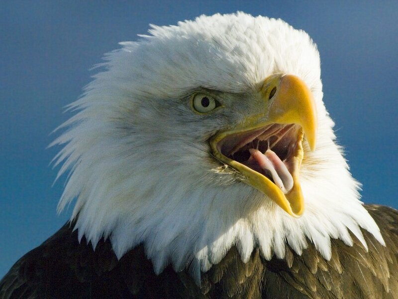 Bald eagle with open beak