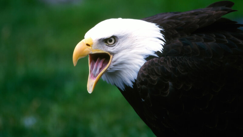 Bald eagle with open beak