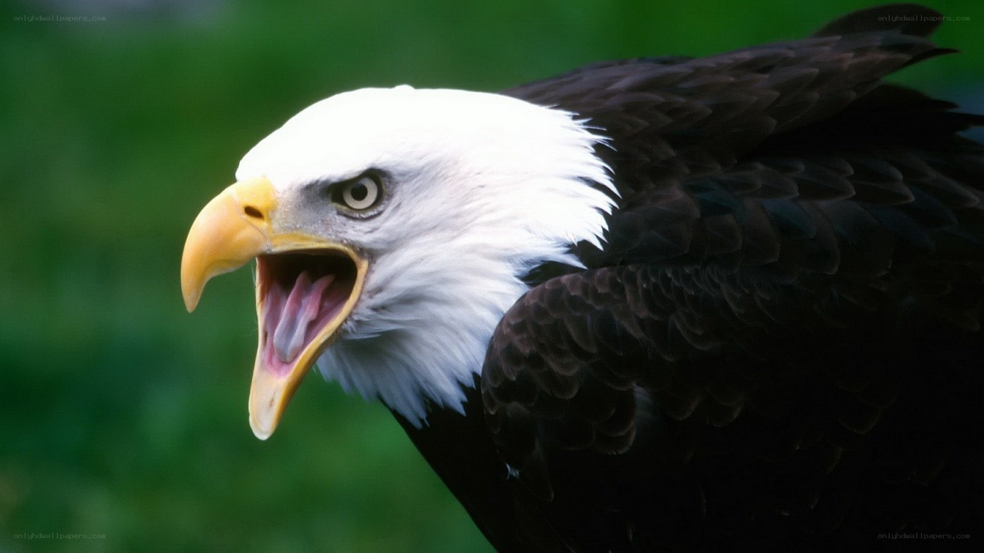 Bald eagle with open beak