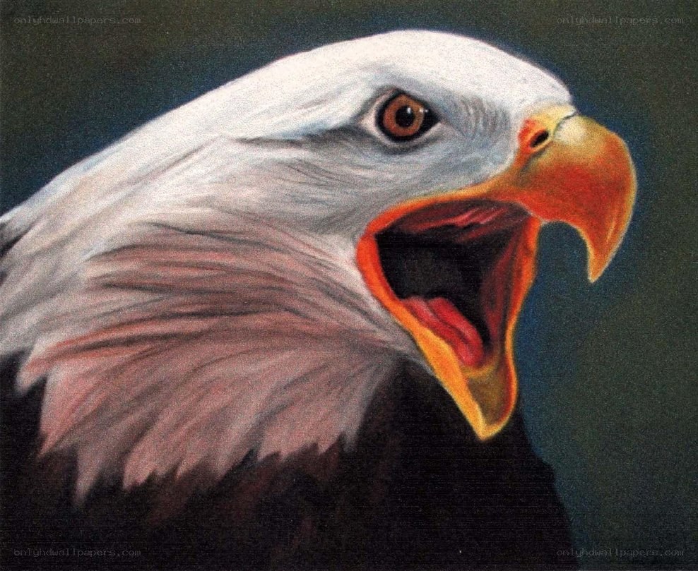 Bald eagle with open beak