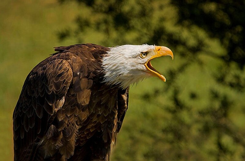 Bald Eagle with Open Beak — Brown, Alert